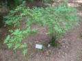 Jasminum diversifolium
