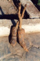 Mandrake twin roots