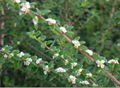 Thumbnail for version as of 08:56, 16 October 2007