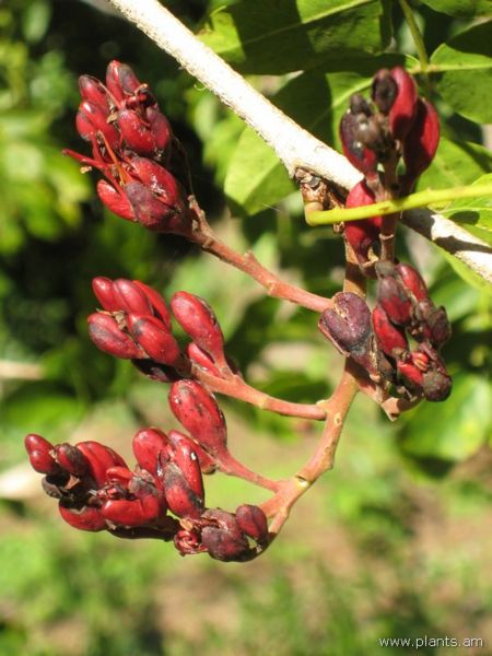 File:Schotia brachypetala-IMG 8030 sfbg0308.jpg