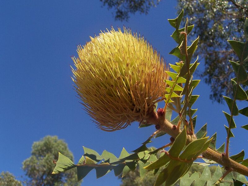 File:1024px-B baxteri 01 gnangarra.jpg