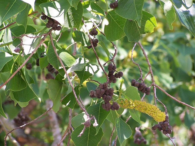 File:1024px-ChineseTallowSeedpods.jpg