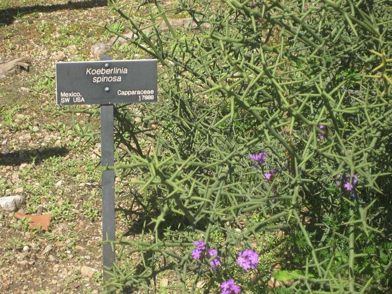 File:1024px-IMG 2400 hunt0903.jpg