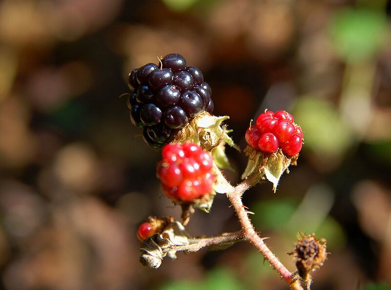 File:1024px-Rubus fruticosus Fruit Luc Viatour.JPG