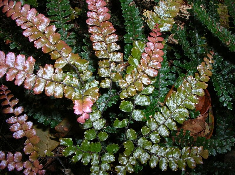 File:1024px-Starr 041219-1635 Adiantum hispidulum.jpg