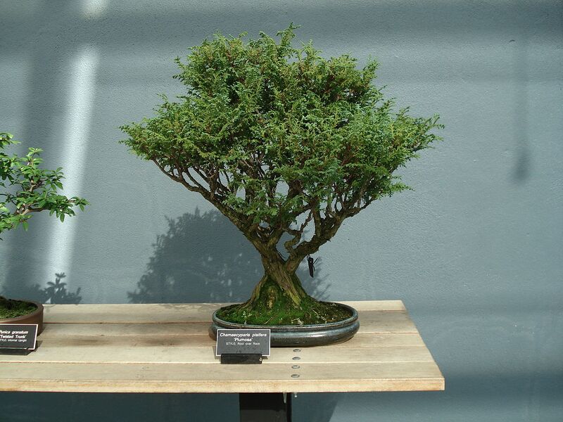 File:1280px-Chamaecyparis Pisifera bonsai.JPG