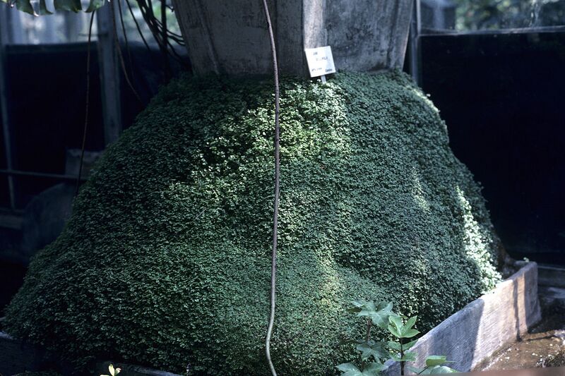 File:1280px-Helxine soleirolii3 WPC.jpg