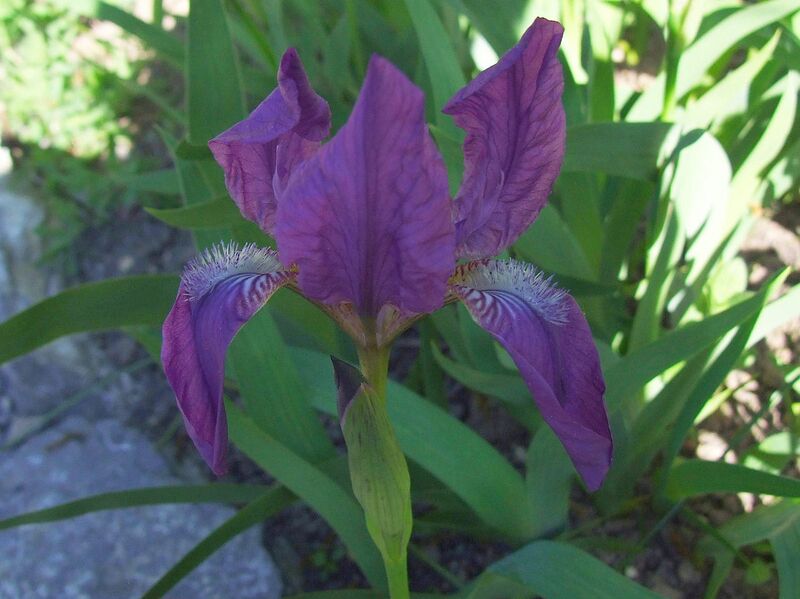 File:1280px-Iris aphylla a1.jpg