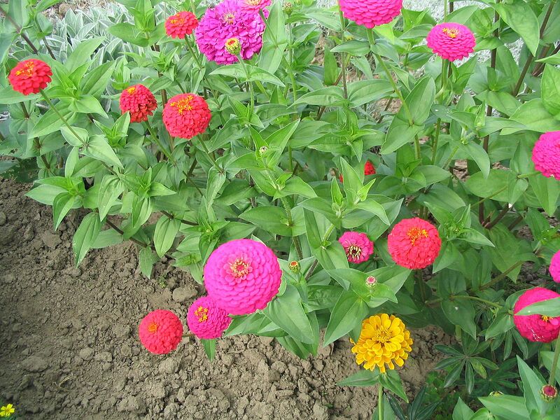 File:1280px-Zinnia elegans 02.jpg