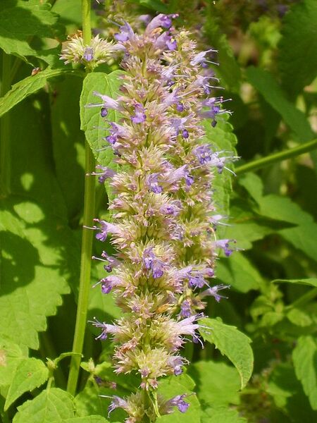File:576px-Agastache rugosa 05.JPG