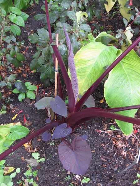 File:576px-IMG 0853 bbg09.jpg