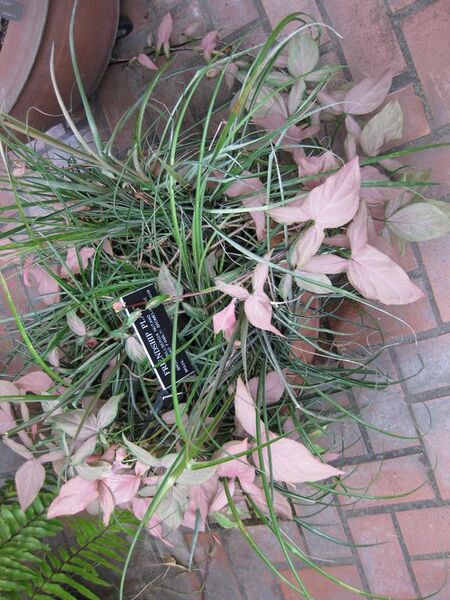 File:576px-IMG 1017 bbg09.jpg