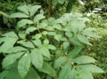 Thumbnail for version as of 06:05, 25 May 2007