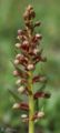 Coeloglossum viride flowers Germany - Hesse