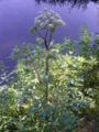 Thumbnail for version as of 04:34, 23 August 2007