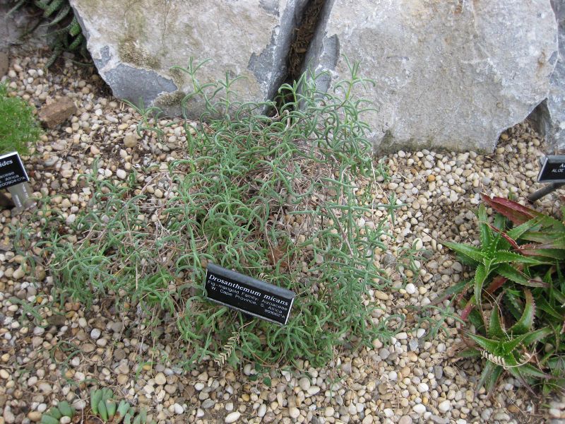 File:IMG 1278 bbg09.jpg