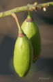 Kapok Fruit