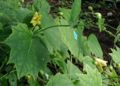Kirengeshoma palmata‎
