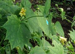 Kirengeshoma palmata