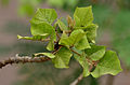 Young leaves