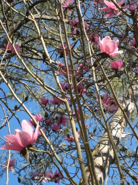 File:Magnolia campbellii-IMG 8084 sfbg0308.jpg
