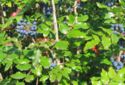 Oregon grape