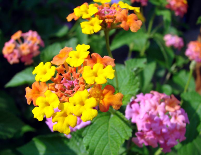 File:Multi-colored lantana flower-9022.jpg