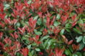 Photinia fraseri