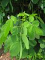 Leaves