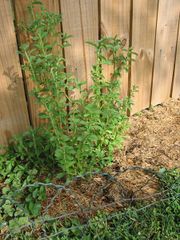 A young Stevia rebaudiana plant