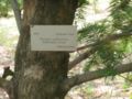 torreya californica