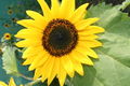 Sunflower close-up.