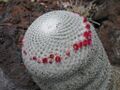 Thumbnail for version as of 09:01, 29 April 2025