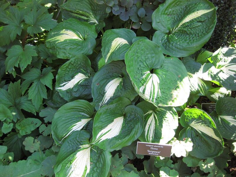 File:1280px-IMG 0166 nybg09.jpg