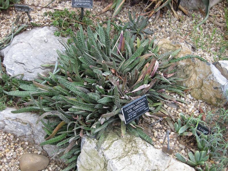 File:1280px-IMG 1281 bbg09.jpg