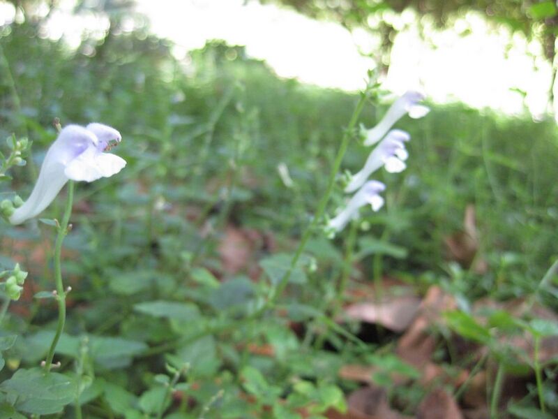 File:1280px-IMG 2012 hunt09oct.jpg