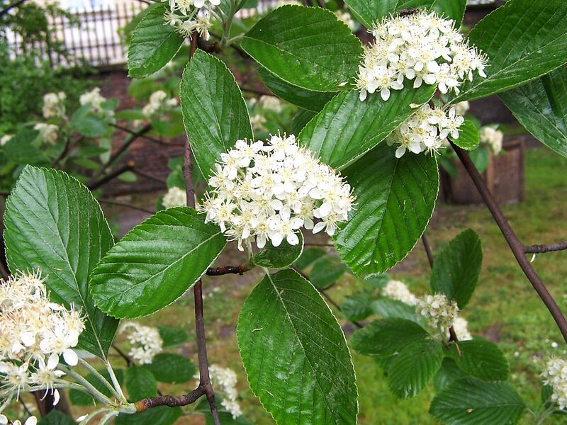 File:1280px-Sorbus aria a2.jpg