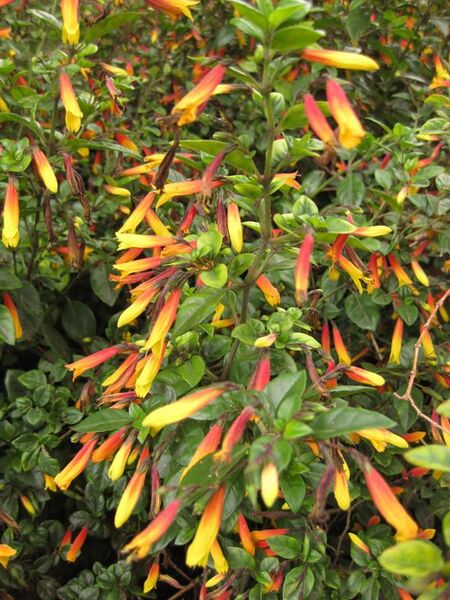 File:576px-IMG 3857 hunt0904.jpg