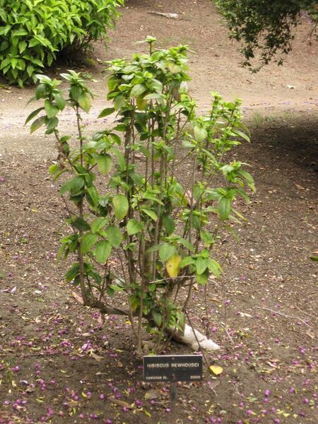 File:576px-IMG 7071 hunt09jun.jpg