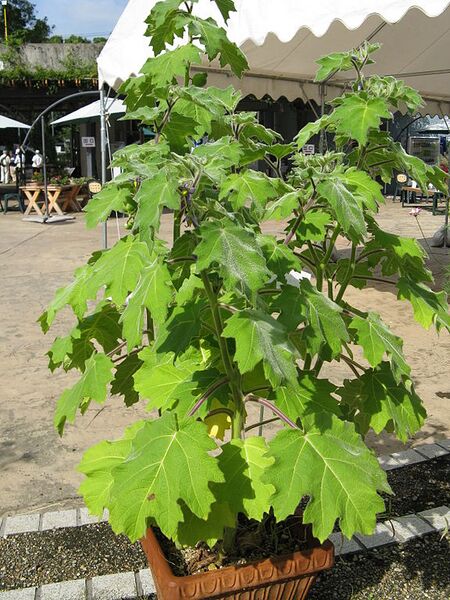 File:576px-Solanum mammosum2.jpg