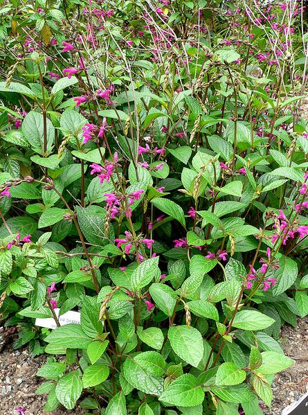 File:761px-Salvia chiapensis 1.jpg