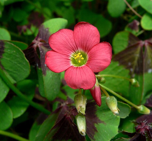File:828px-Oxalis tetraphylla 1.jpg