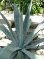 Agave americana var. 'americana'