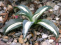 Agave americana cv. 'Medio-Picta'