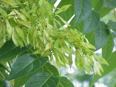 Ailanthus altissima leaf and seeds