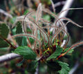 Thumbnail for version as of 04:15, 4 May 2007