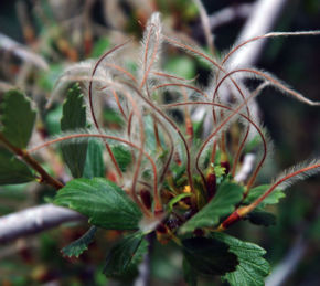 Alderleaf Mountain-mahogany