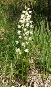 Sword-leaved Helleborine (Cephalanthera longifolia)