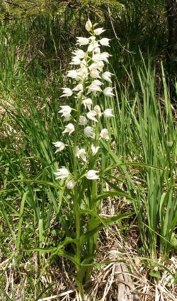 Sword-leaved Helleborine (Cephalanthera longifolia)