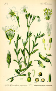 Cerastium arvense